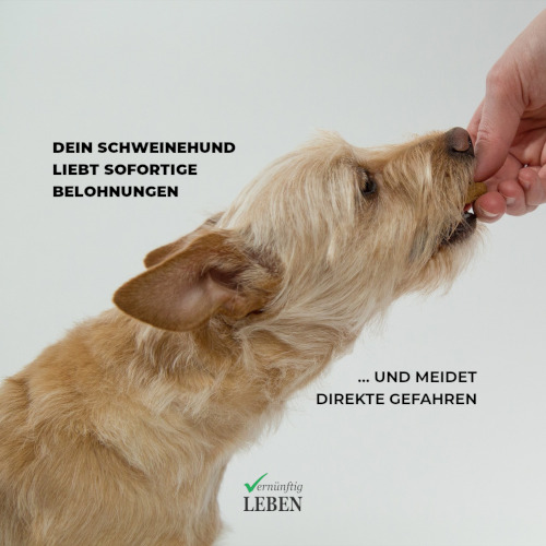 Gesunde Gewohnheiten: Dein innerer Schweinehund liebt sofortige Belohnungen und meidet direkte Gefahren